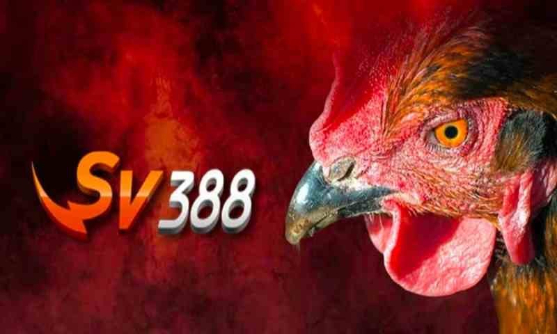 Giới thiệu đá gà tại nhà cái sv388