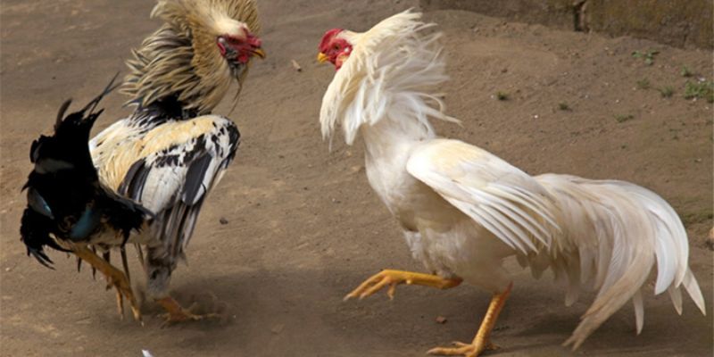 Một số phương pháp giúp huấn luyện gà tốt