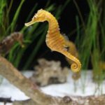 Giải mã giấc mơ thấy cá ngựa? Con số may mắn đánh lô đề