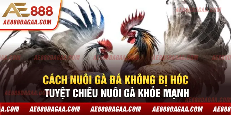 Cách Nuôi Gà Đá Không Bị Hóc - Tuyệt Chiêu Nuôi Gà Khỏe Mạnh