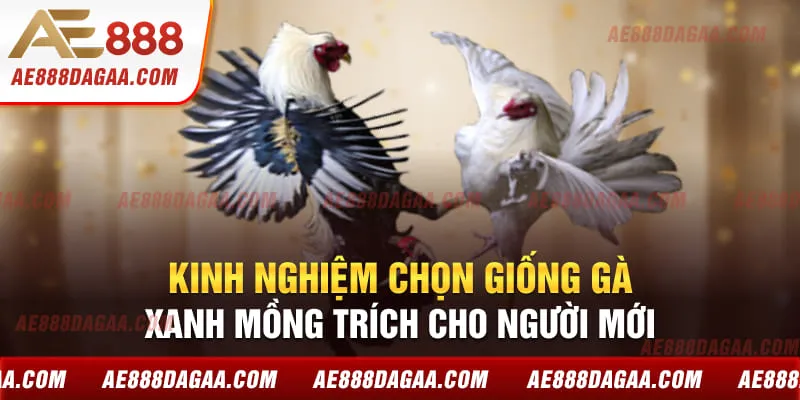 Kinh nghiệm chọn giống gà Xanh Mồng Trích cho người mới