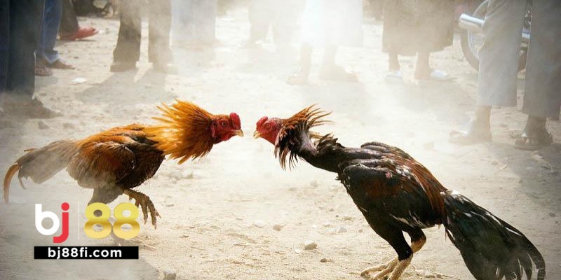 Đá Gà Cựa Sắt BJ88