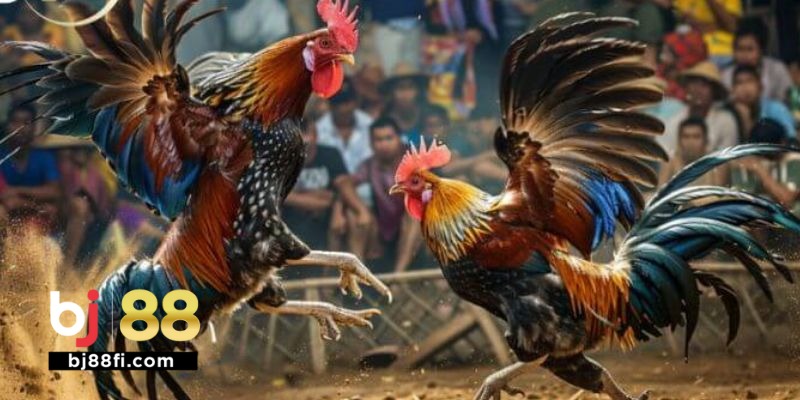 Đá Gà Cựa Tròn BJ88