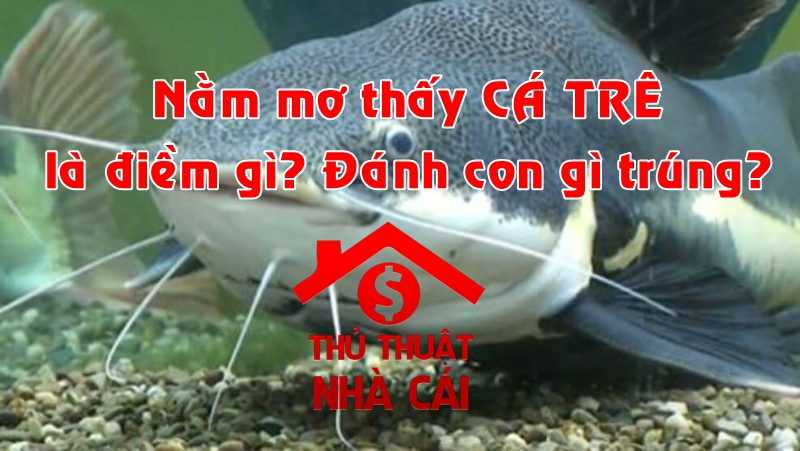 Nằm mơ thấy cá trê