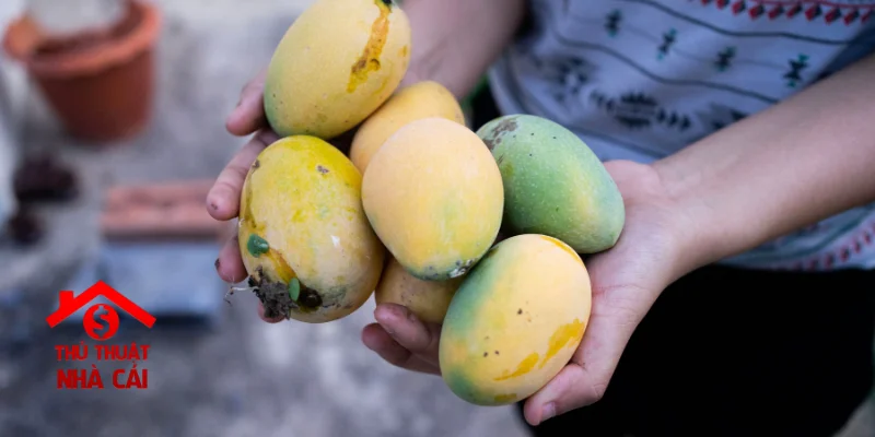 mơ thấy xoài