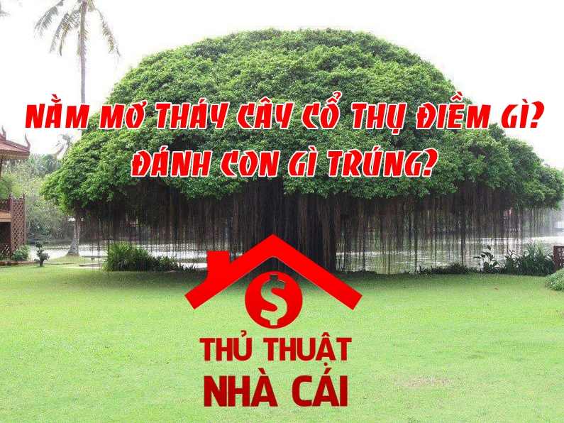 Nằm mơ thấy cây cổ thụ