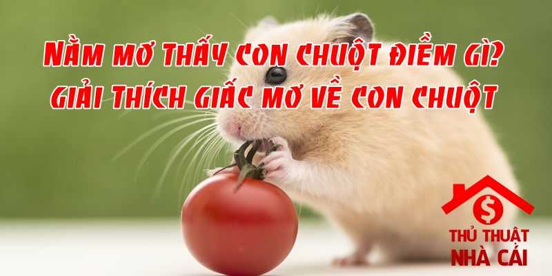 Mơ thấy chuột là điềm gì? Giải thích giấc mơ về con chuột
