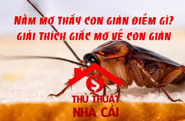 Nằm mơ thấy gián là điềm gì