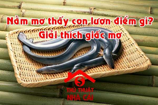 Nằm mơ thấy lươn là điềm gì