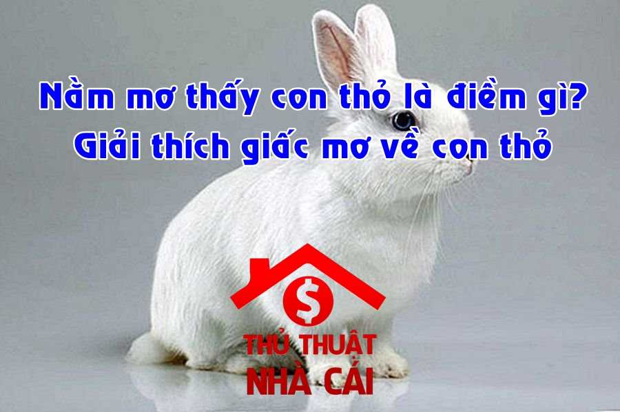 Nằm mơ thấy con thỏ là điềm gì