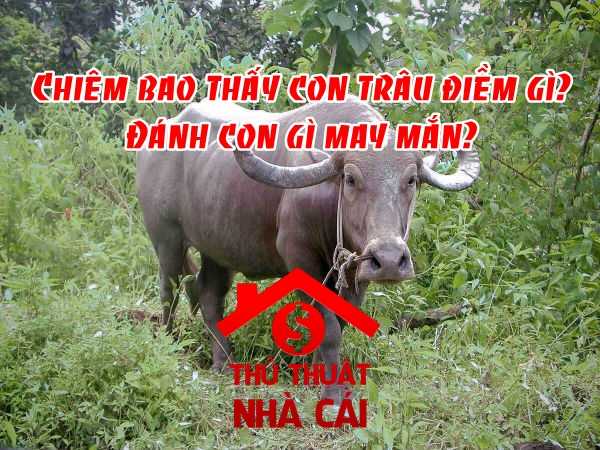 Mơ thấy con trâu là điềm gì? Giải thích chiêm bao mơ thấy con trâu