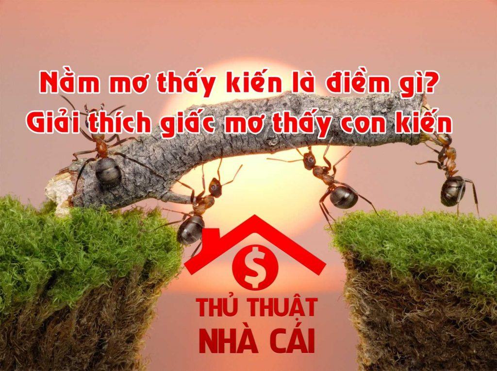 Mơ thấy kiến là gì và những điềm báo trước là như thế nào?