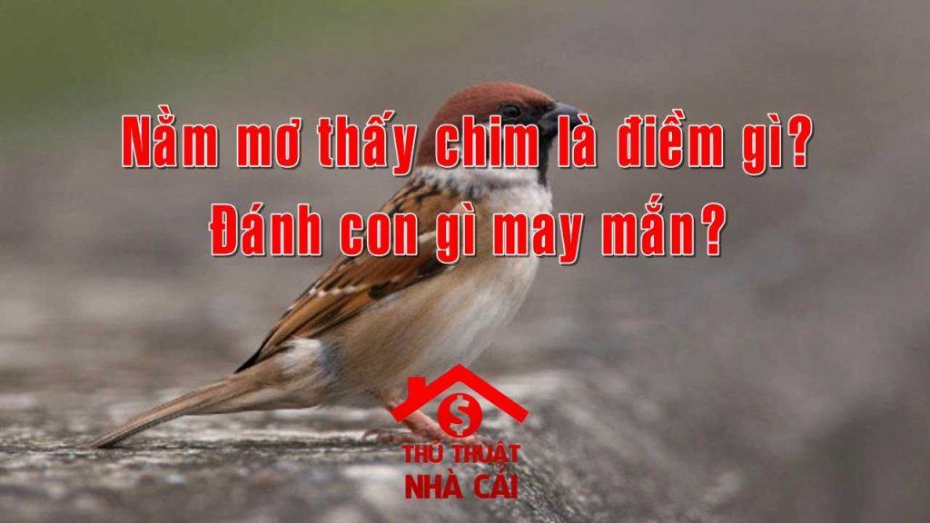 Mơ thấy chim là điềm gì? Giải thích giấc mơ thấy con chim trong mơ