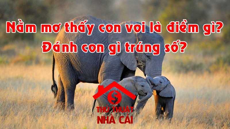 Mơ thấy con voi là điềm gì? Giải thích các điềm báo thấy con voi
