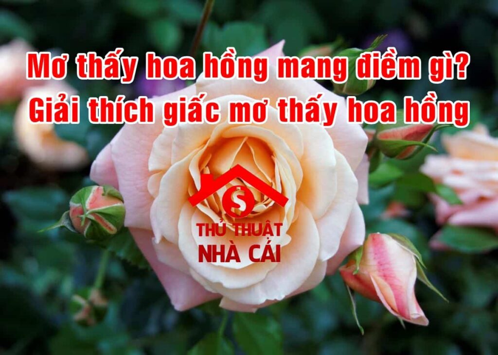 Mơ thấy hoa hồng là điềm gì? Giải thích giấc mơ thấy hoa hồng!