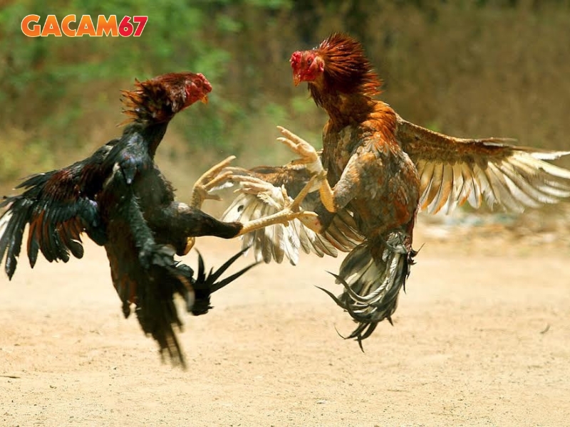 Gacam67 - Trang phát đá gà trực tiếp chất lượng nhất Việt Nam - Ảnh 3