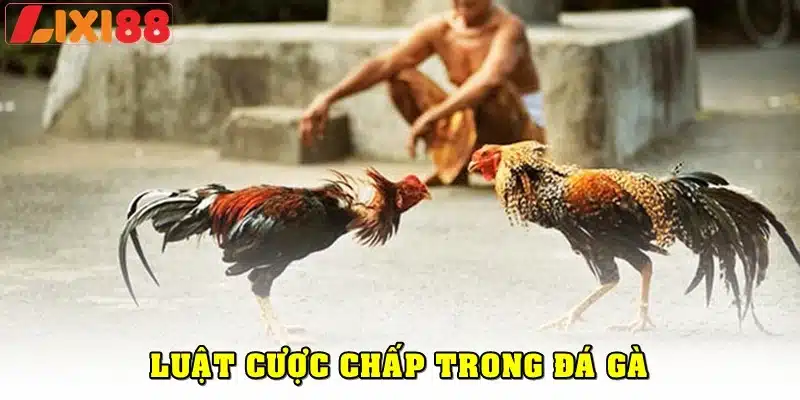 Tìm hiểu về Chấp trong luật đá gà