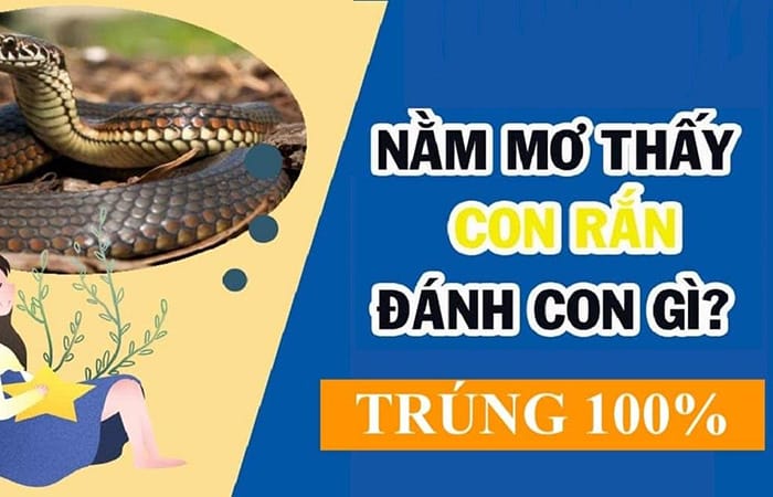 Bà bầu nằm mơ thấy rắn đánh con gì? Giải mã giấc mơ