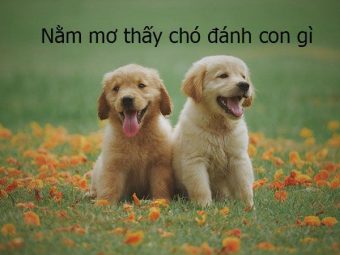 mơ thấy chó đánh con gì