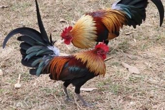 mơ thấy gà đánh con số mấy