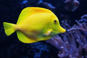 mơ thấy cá đánh lô đề g