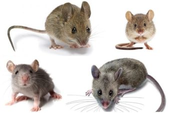 Mơ thấy chuột chơi xổ số gì