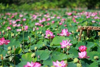 Chiêm bao thấy hoa sen đánh con gì