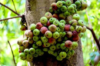 Nằm mơ thấy cây quả sung đánh số mấy
