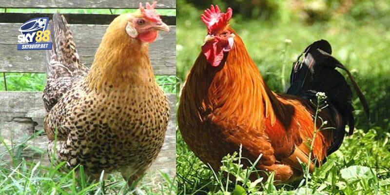 Cách ghép gà trống mái