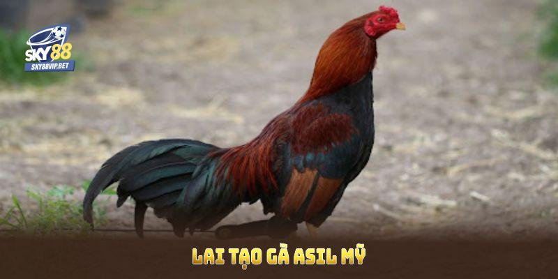 Lai tạo gà Asil Mỹ để duy trì phẩm chất, nâng cao tiềm năng