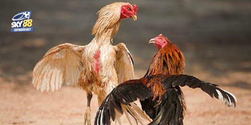 Mỗi giai đoạn sẽ có lượng thức ăn bổ sung khác nhau