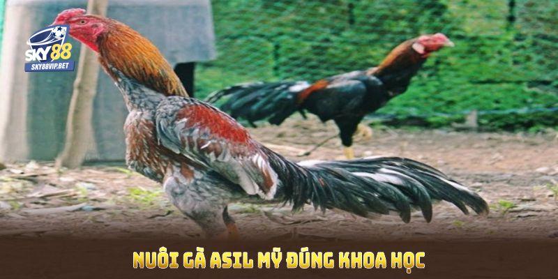 Nuôi gà Asil Mỹ đúng khoa học với môi trường sạch và khẩu phần