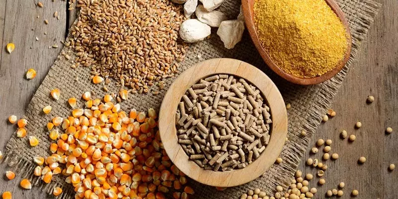 Tầm quan trọng của việc chọn đúng thức ăn cho gà chọi