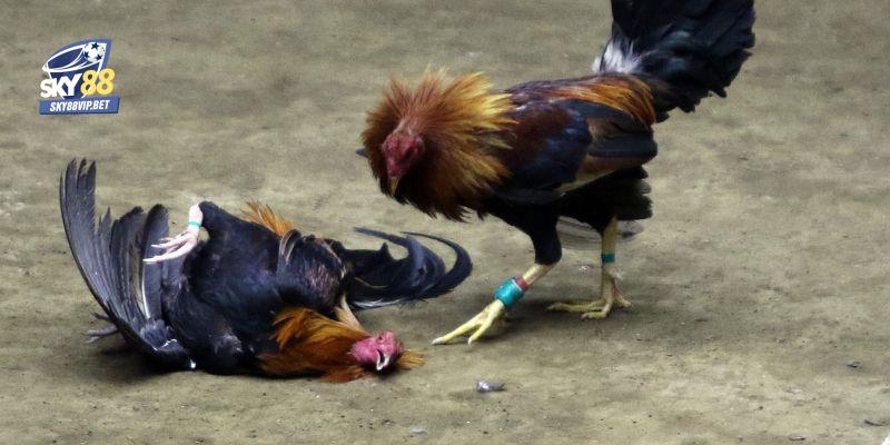 Tổng Hợp Thức Ăn Cho Gà Chọi Chuẩn Khoa Học Gửi Sư Kê