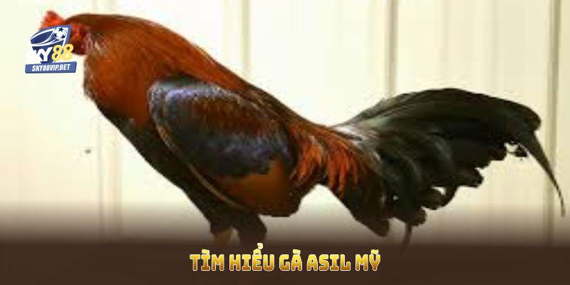 Tìm hiểu gà Asil Mỹ qua lai tạo và ngoại hình xuất sắc