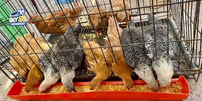 Tổng hợp thức ăn cho chiến kê đúng khoa học