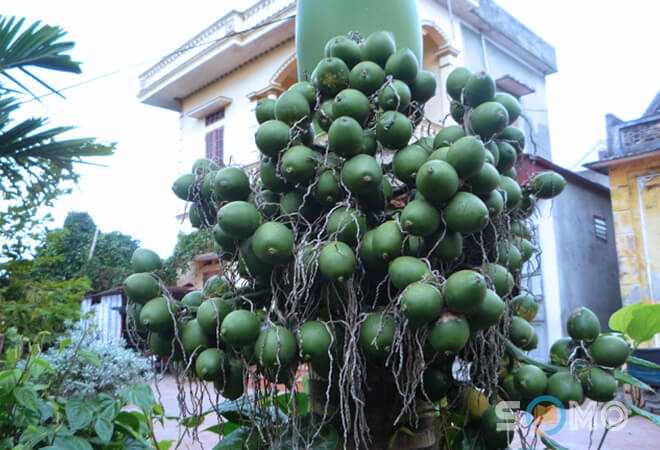 mơ thấy buồng cau đánh lô đề con gì