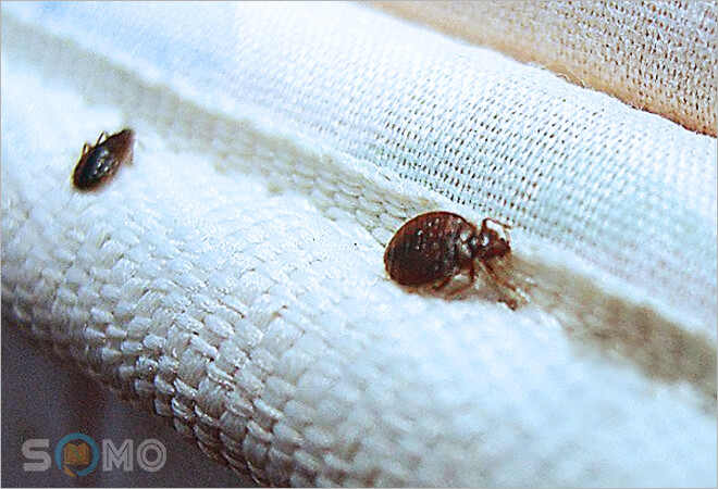 mơ thấy bọ rệp đánh lô đề con gì