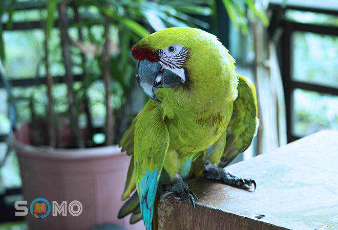 mơ thấy con vẹt đánh lô đề con gì