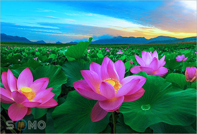 mơ thấy hoa sen đánh lô đề con gì