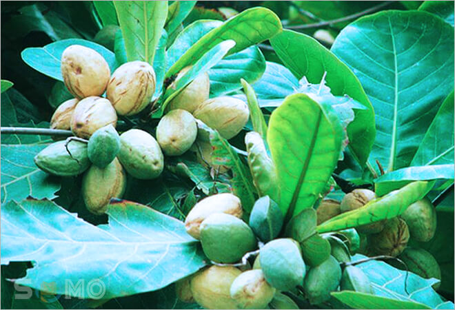 mơ thấy quả bàng đánh lo đề con gì