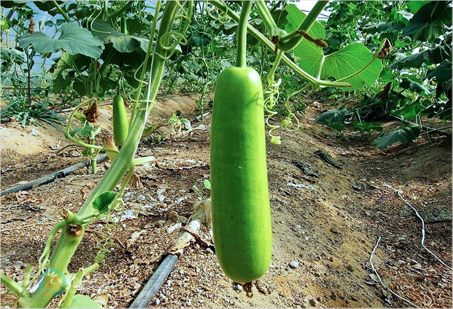 mơ thấy quả bầu đánh lô đề con gì