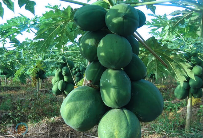 mơ thấy cây đu đủ đánh lô đề con gì