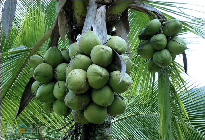 mơ tháy quả dừa
