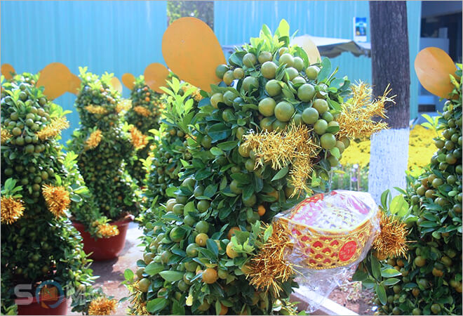 mơ thấy quả quất