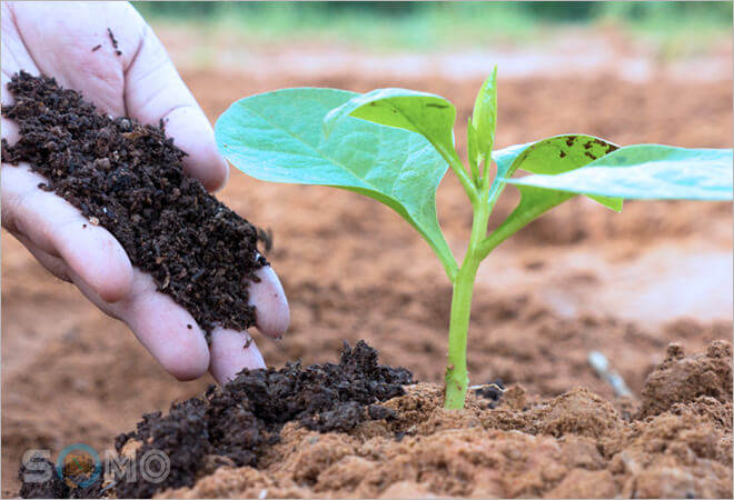 mơ thấy trồng cây đánh lô đề con gì