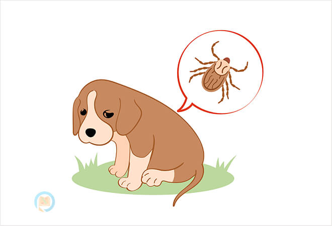 mơ thấy bắt rận cho chó đánh con gì