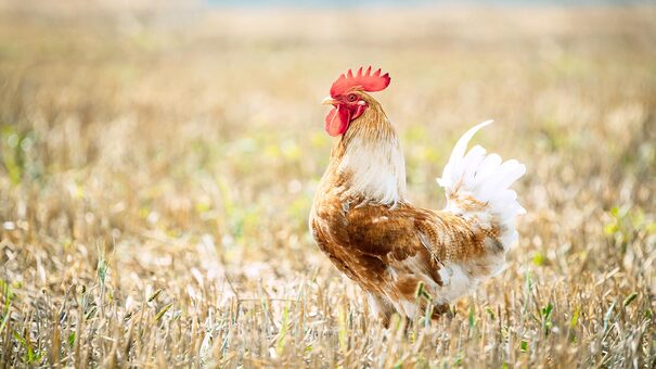 Gà chọi đẹp chủ yếu là những chú gà có ngoại hình được chọn lọc và khoẻ mạnh, rắn rỏi. Chúng có thể là giống gà chọi được nuôi trong nước hoặc nhập khẩu từ nước ngoài. Mỗi một dòng gà sẽ được sư kê huấn luyện đặc biệt để đem đến các sới kê tham gia thi đấu. Hãy đến SUNWIN đá gà trực tuyến để biết thêm thông tin nhé .