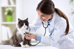 Phòng khám thú y uy tín nhất tỉnh An Giang