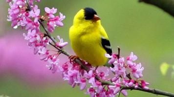 Bài văn phân tích 3 khổ thơ cuối bài thơ 
